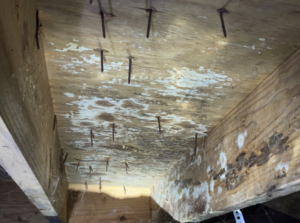 microbial growth on floor decking